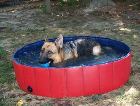 Inflatable Small Pet Bath Tub , Dog Pvc Pool Red